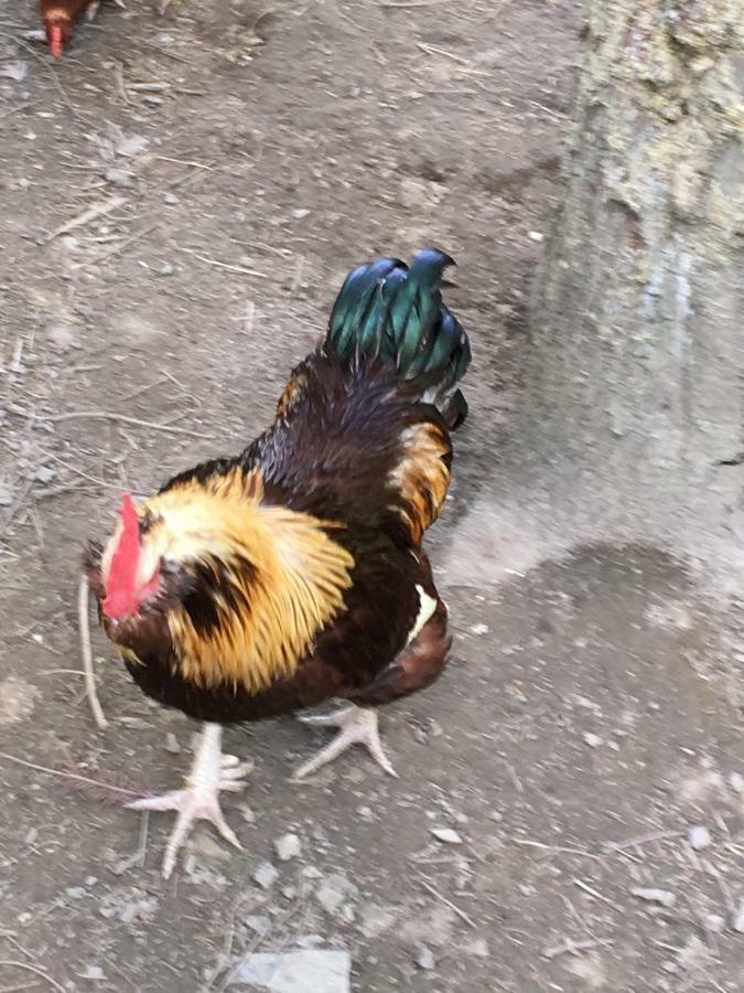 Skjeggestad Gjestehus Ringebu Buitenkant foto